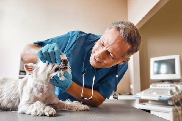 Best Emergency Tooth Extraction  in Royal Oak, MI